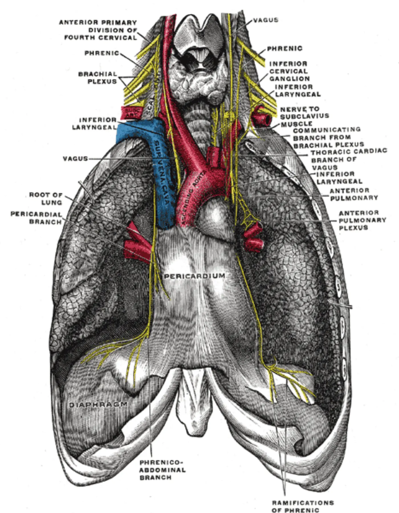 Dibujo anatómico de los pulmones y el corazón con los nervios vago y frénico bajando hasta el diafragma