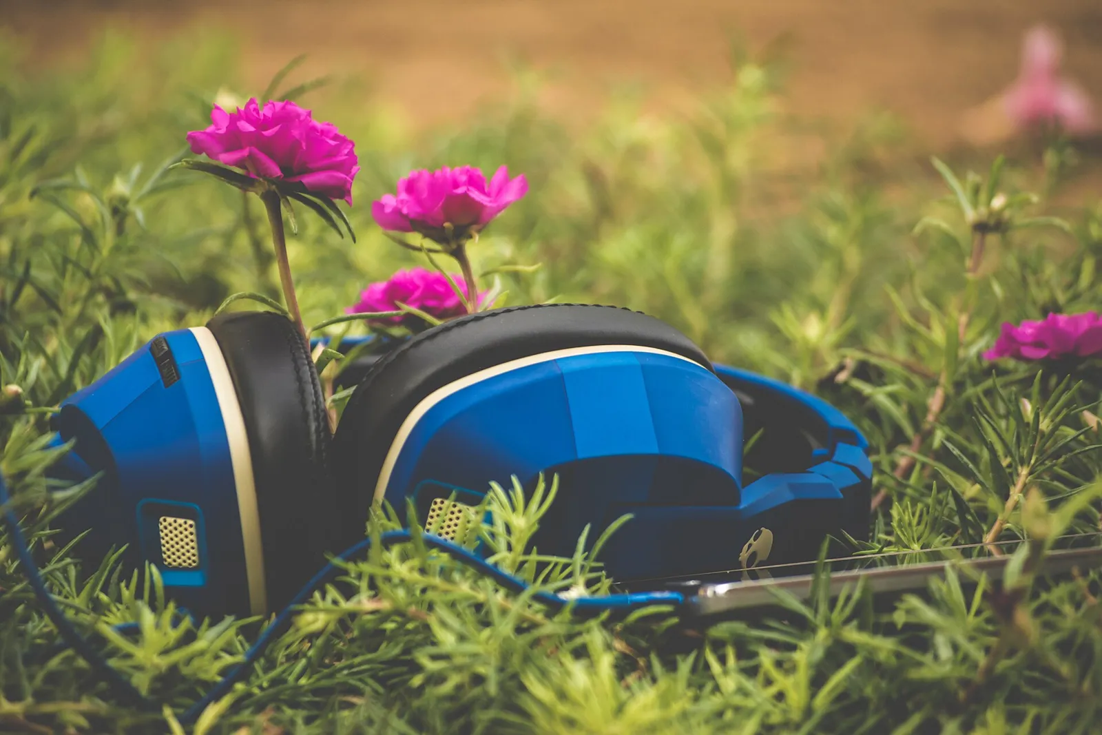 Blue headphones resting on grass among pink flowers