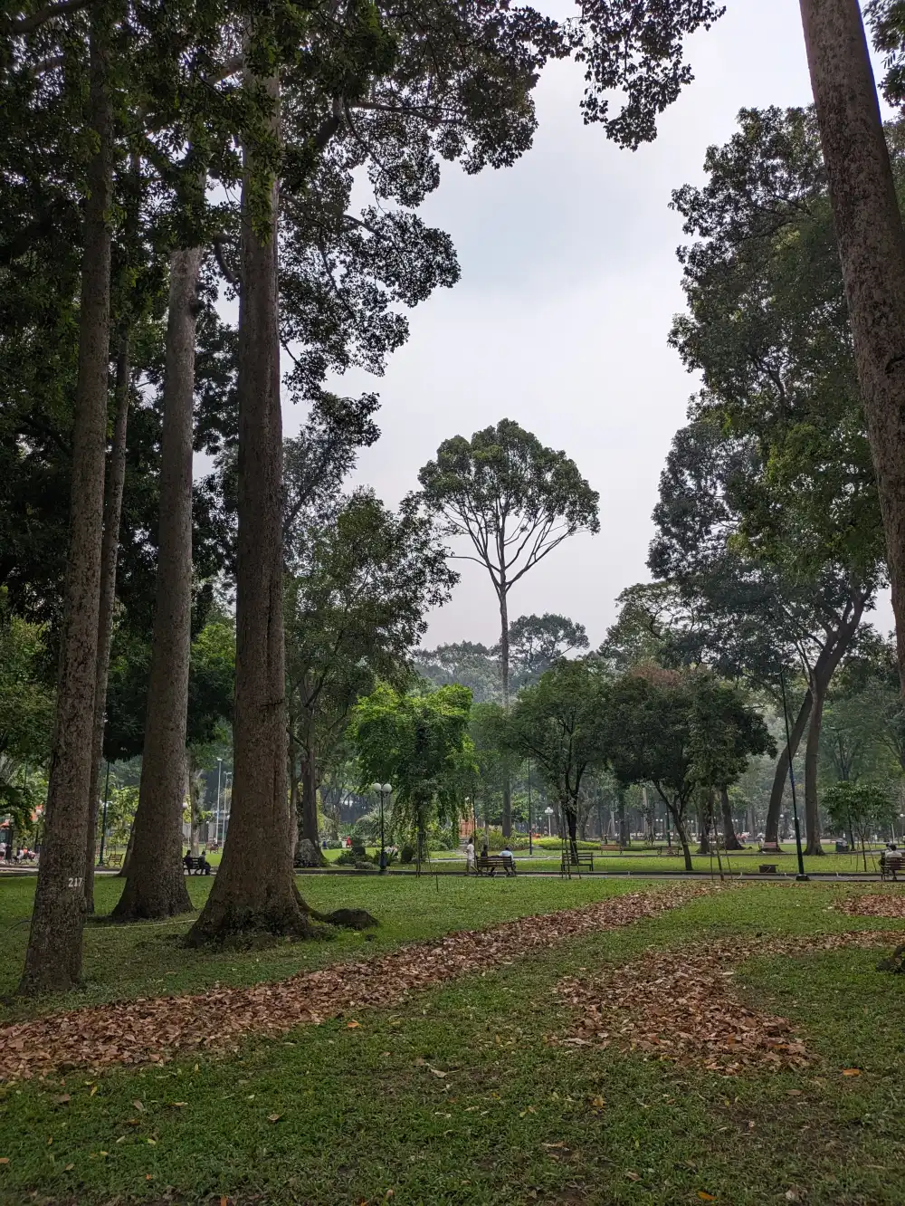 Tall old trees casting shade over the lawns of Tao Dan Park in Ho Chi Minh City