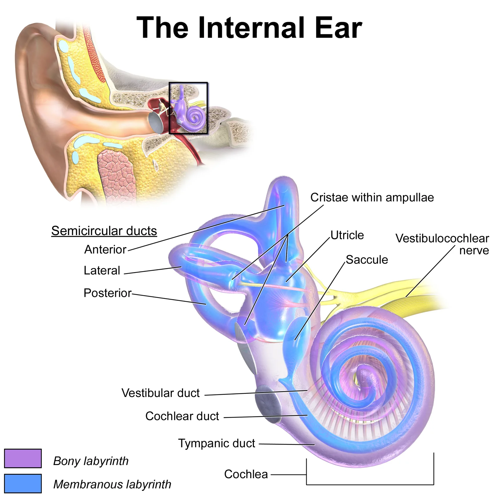 Labelled diagram of the inner ear, showing the three looped semicircular ducts, the utricle and saccule, and the spiral cochlea