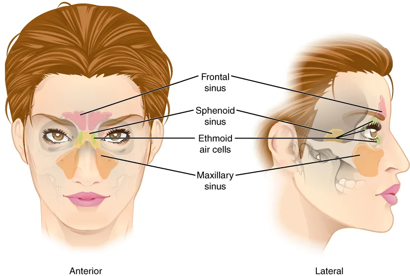 An anatomy illustration of the human skull showing the paranasal sinuses, the air spaces around the nose, in front and side views
