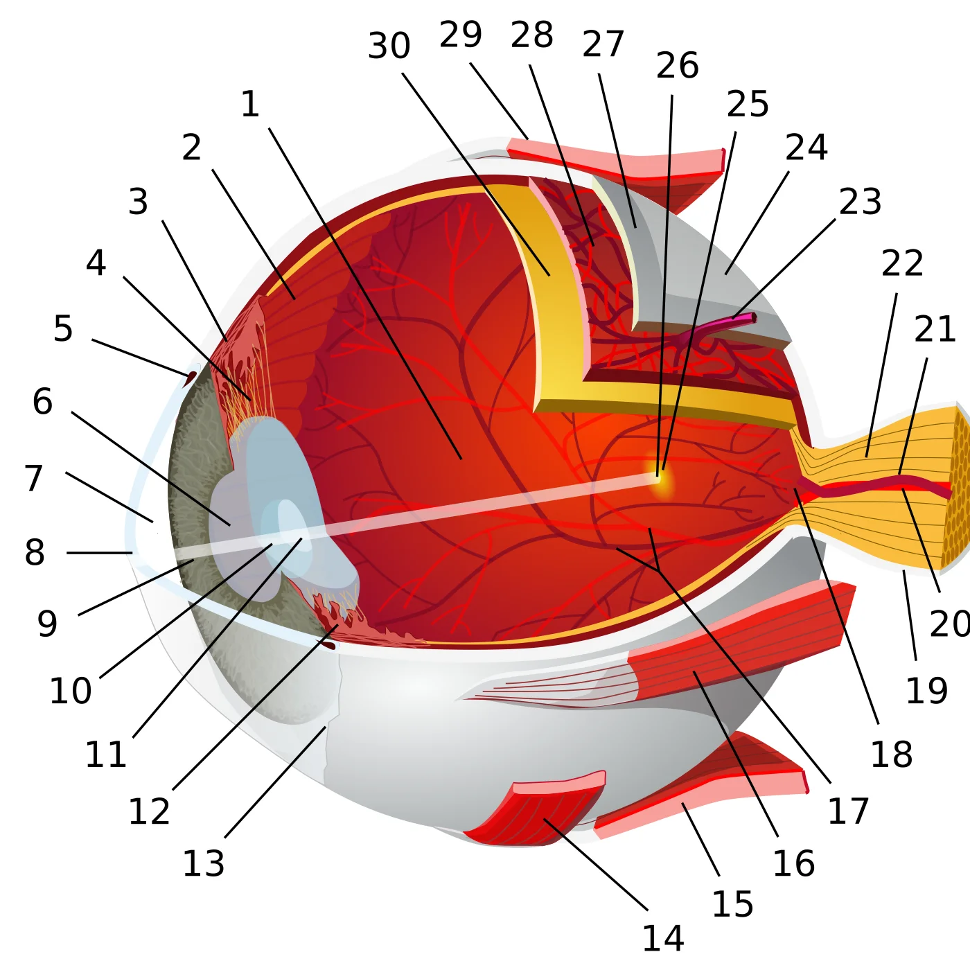 A labelled cross-section diagram of the human eye showing the cornea, lens, retina and optic nerve
