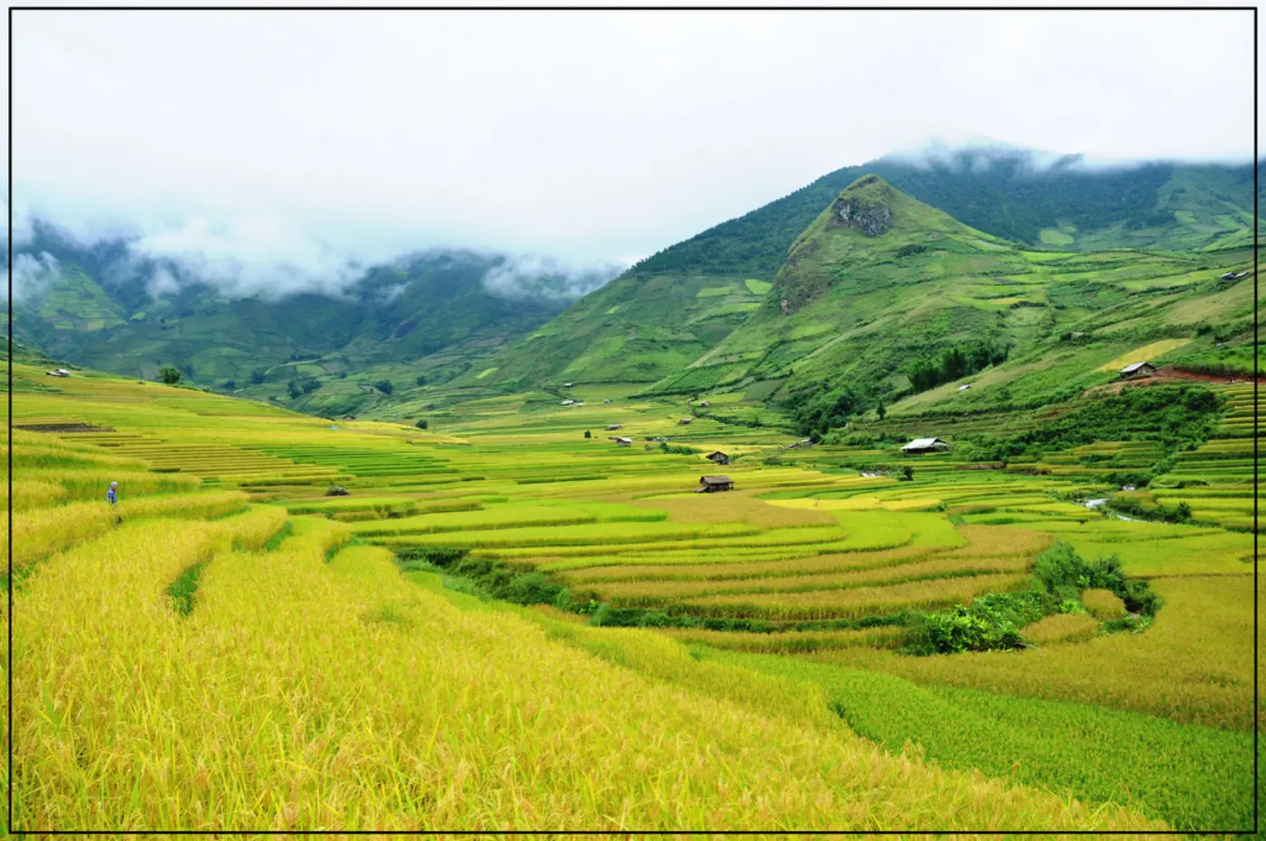 Golden rice terraces in Lìm Mông valley, Mù Cang Chải, with green mountains and low clouds