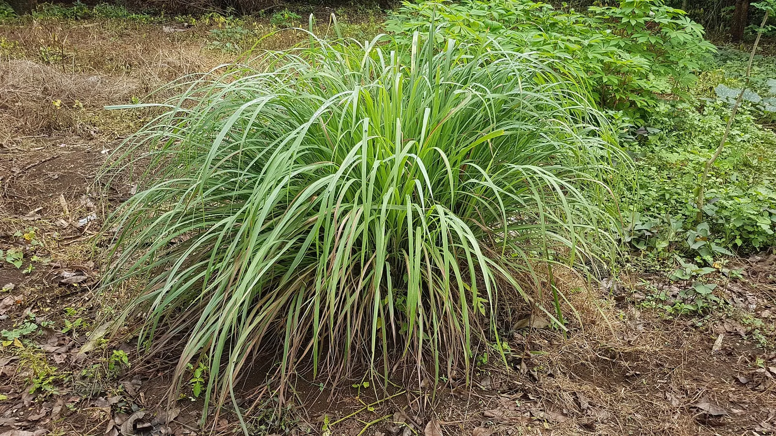 A large clump of lemongrass growing in a garden