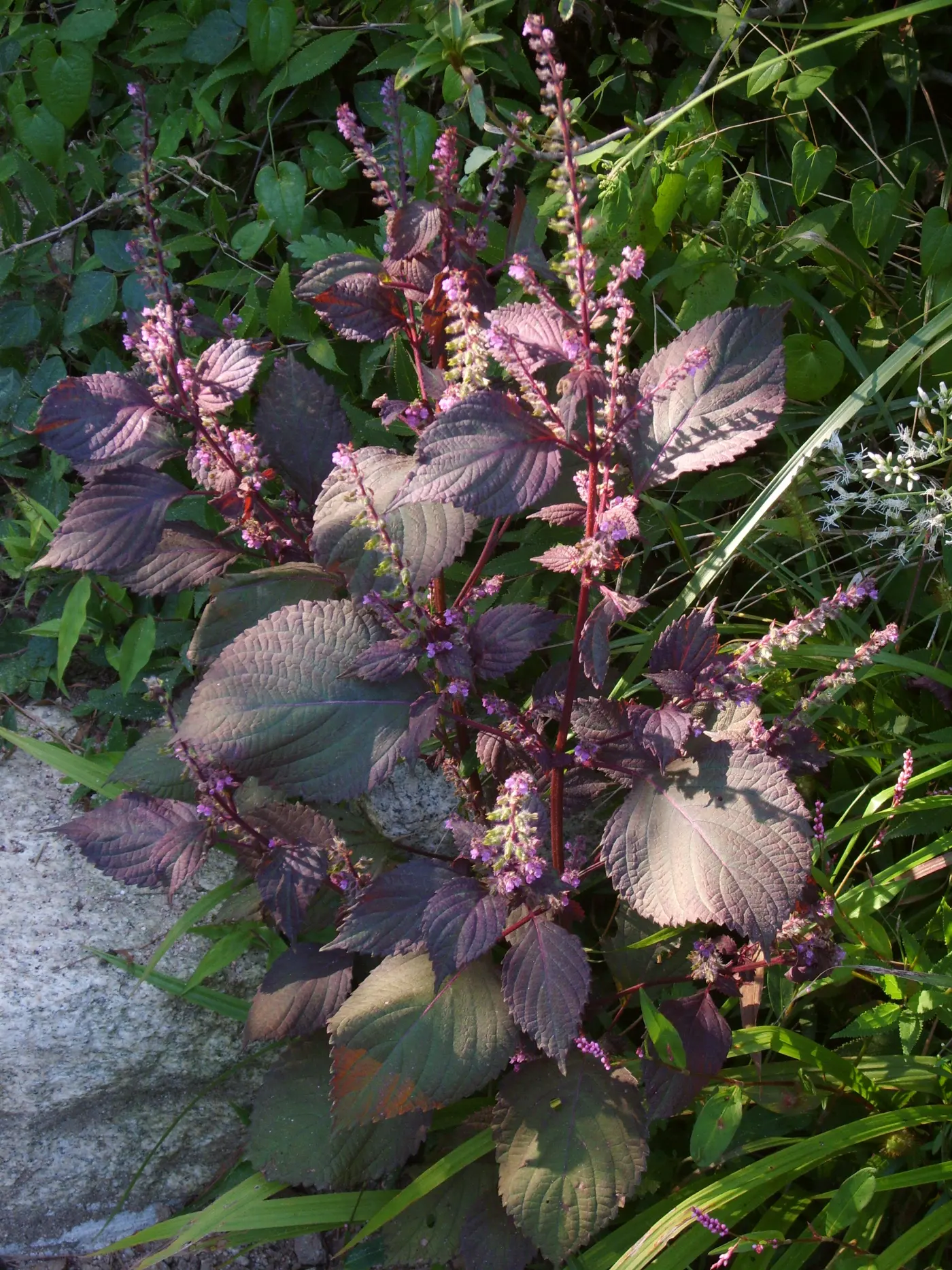 Plant de périlla aux feuilles dentelées vert-violet