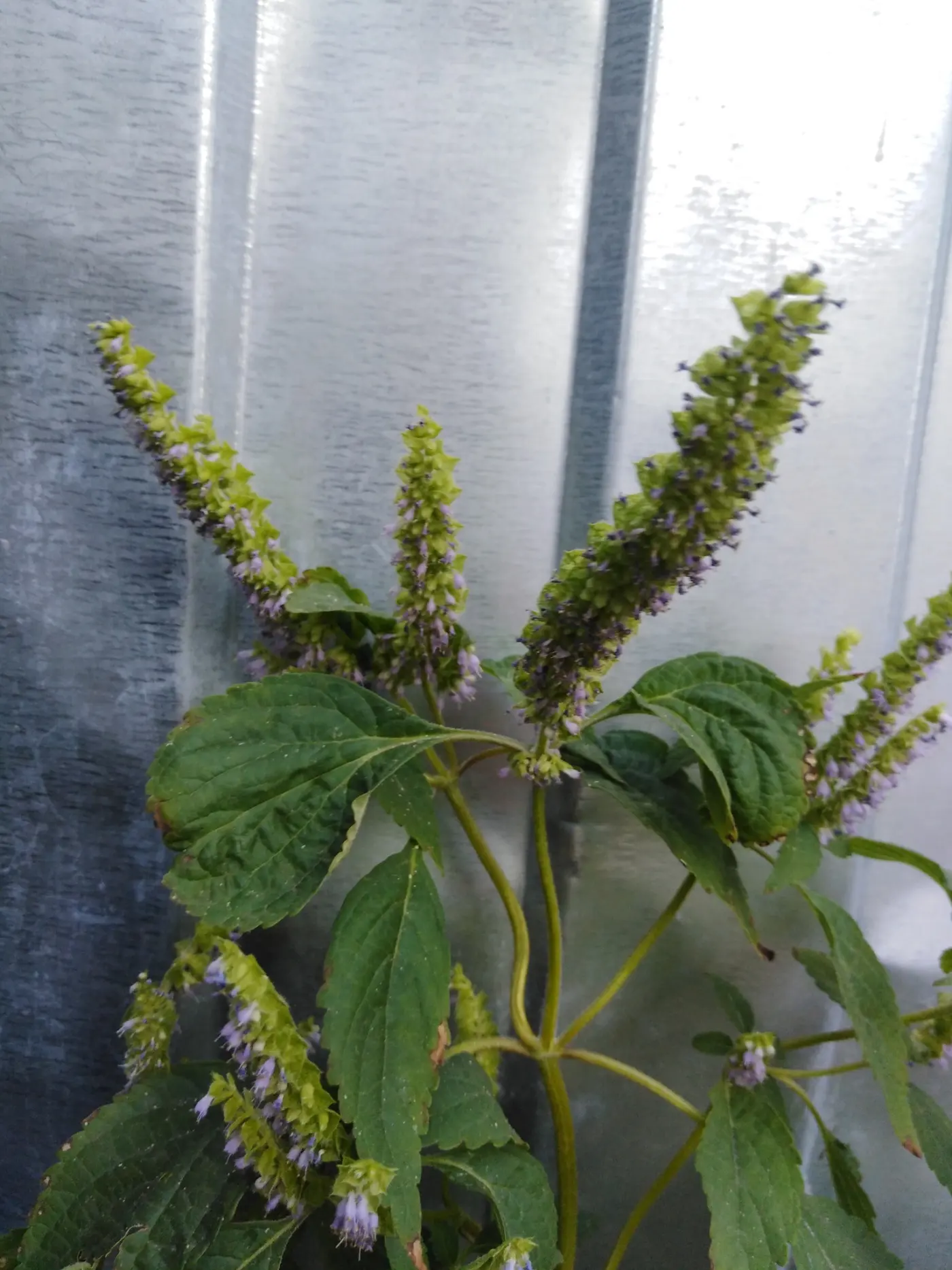 Plant de mélisse vietnamienne (kinh giới) avec ses feuilles et ses épis de fleurs